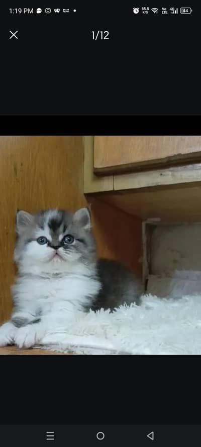 persian male kitten/punch face /triple coat