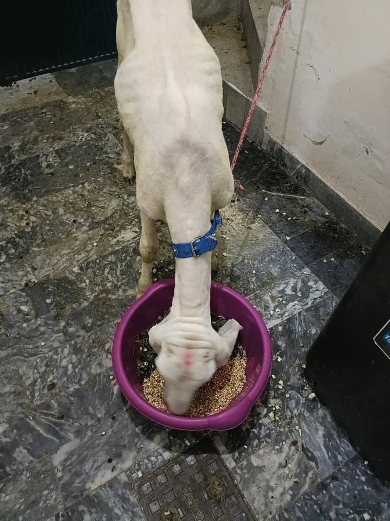 Sheep 0