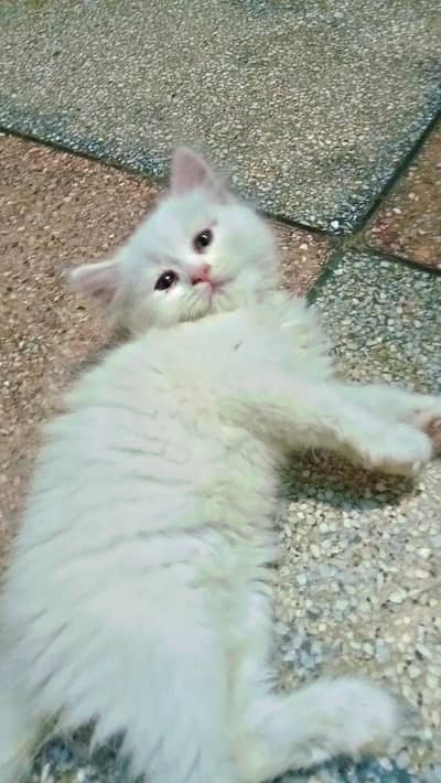 beautiful persion kitten for sale phone number 03147670258