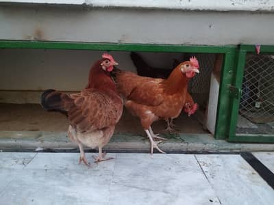 Rir commercial egg laying hens