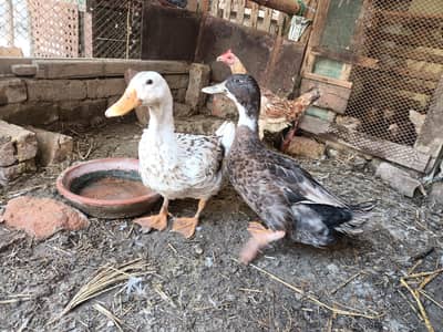 Ducks Eggs laying pair (03453900858 Whatsapp)