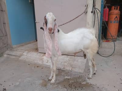 Breeder bakra 6 dant