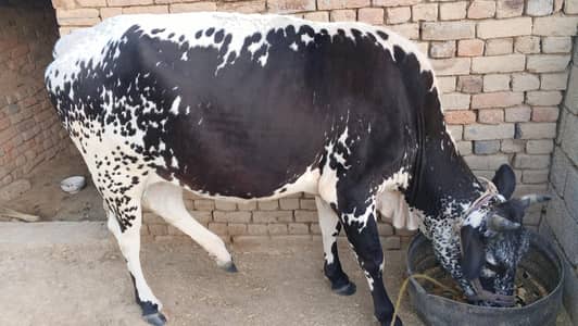 cow for sale