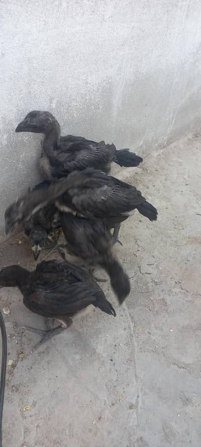 dragon chiks for sale