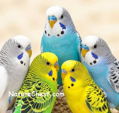 Breadr Budgie Parrot