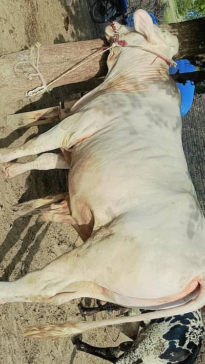 qurbani k laye khubsurat janwer