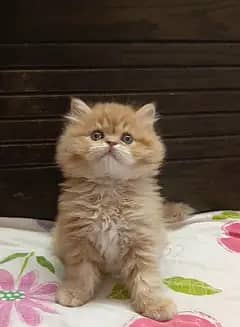 Persian triple coated male kittens available for sale