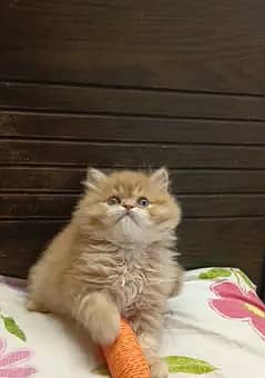 Persian triple coated male kittens available for sale