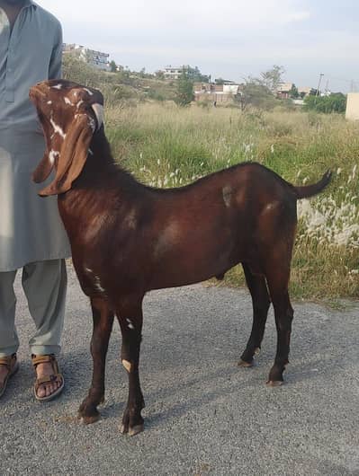 Home breed bakra for sale