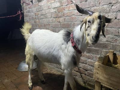 Bakra for sale Ghar ka pala hua ha