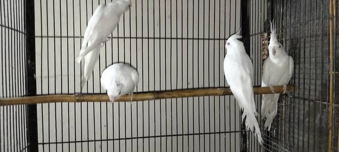 Healthy and active hai 1pair or 2 male hai