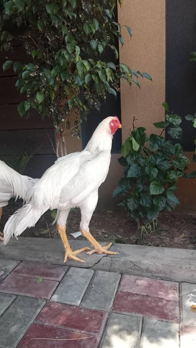 2 MALE SHAMO KING SIZE BREEDER