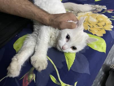 Persian Odd eyes female baby