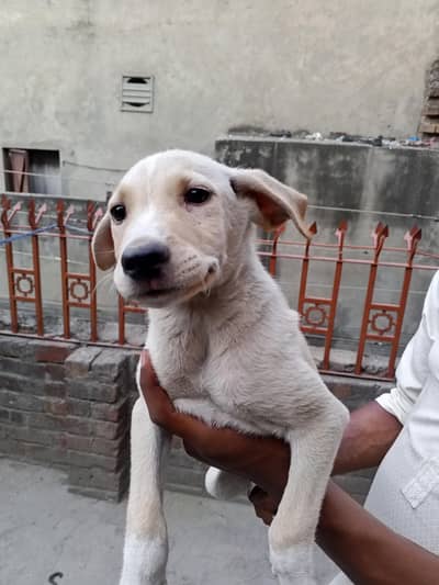 Labrador Cross dog