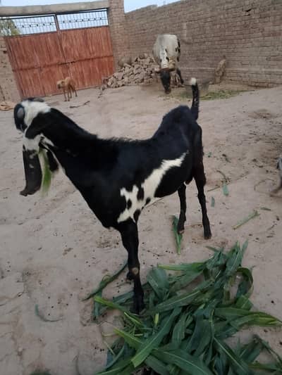 munseeb qemat piyara ur khobsorat