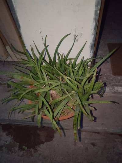 alovera plant