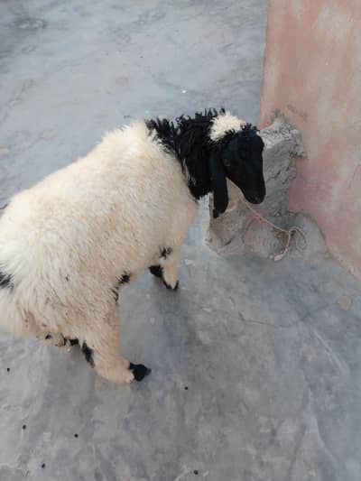 nar dumba he ghar ka palwa