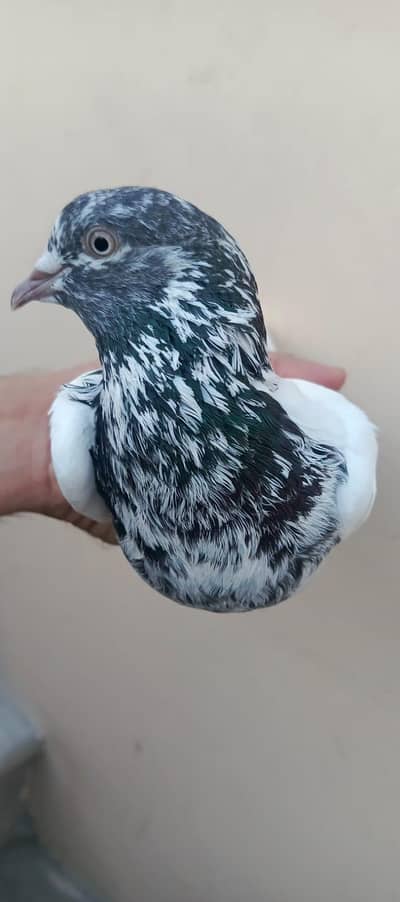 Male Pigeons available