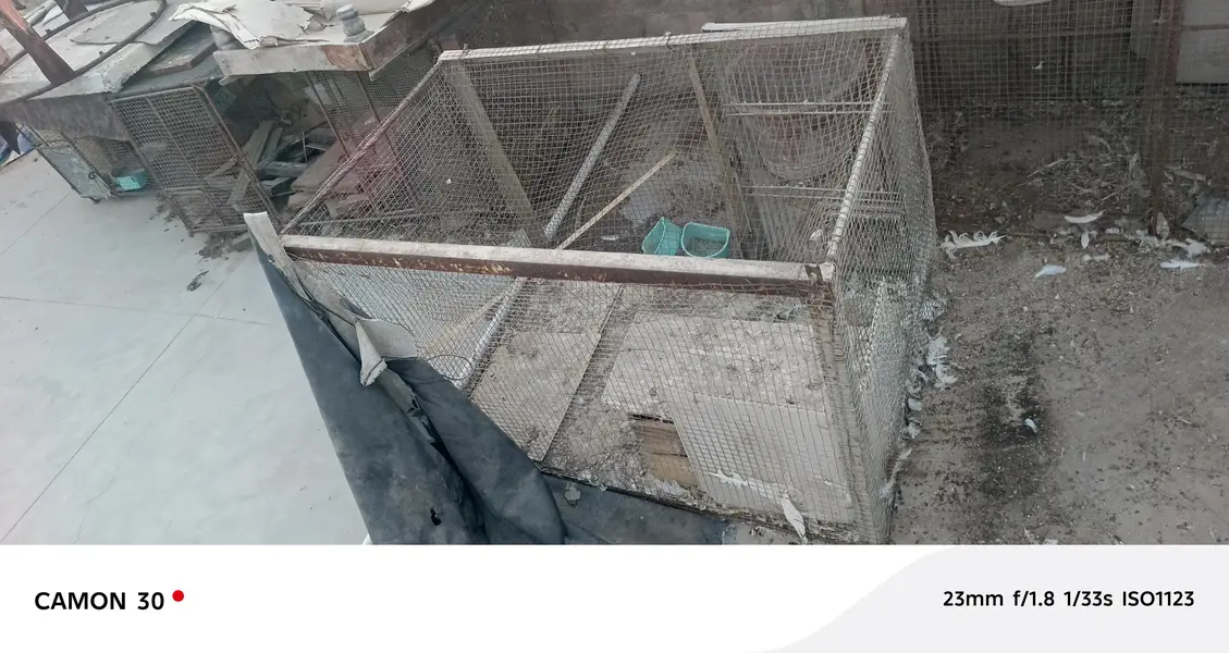 cage for sale 3 cage han — photo 2