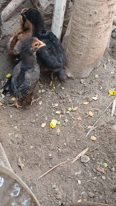 Aseel chicks - hens - roosters
