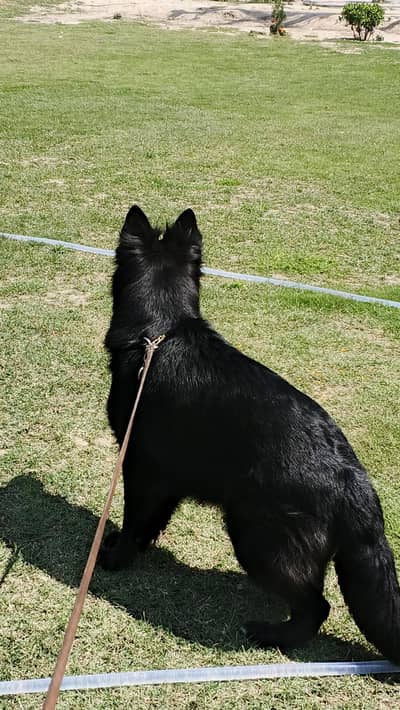 BLACK GERMAN SHEPARD IMPORT QUALITY