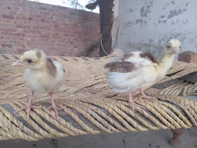  Indian Blue Pied Peacock Chicks Available