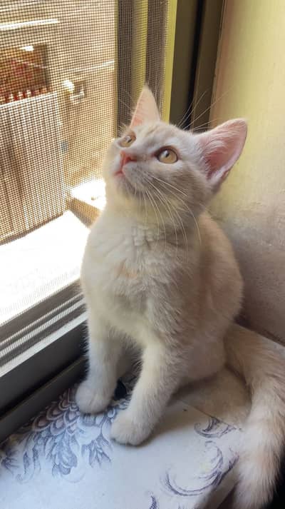Persian ginger bread cute inocent cat for sale
