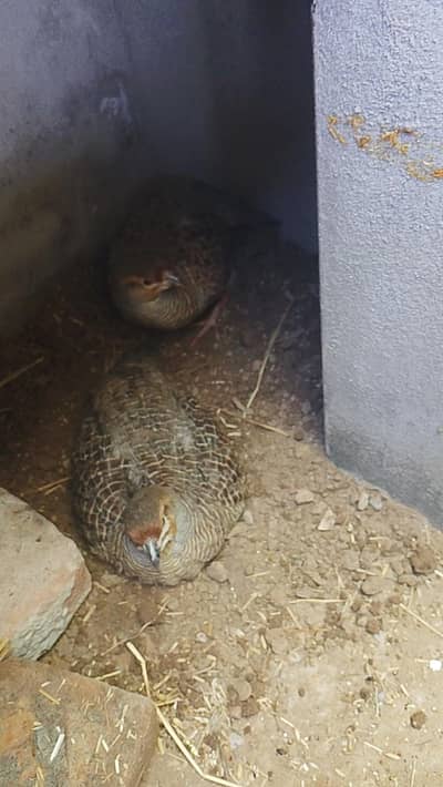 pure dhakni teetr pair for sale female first bread 1 egg laid