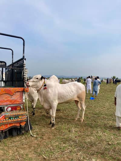 Khansaibi BULL FOR SALE