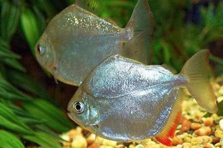 Silver dollar fish