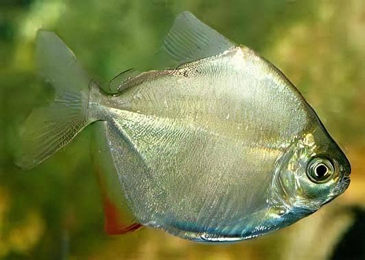 Silver dollar fish 1