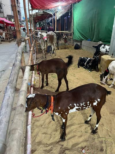 Bakra 2 dant