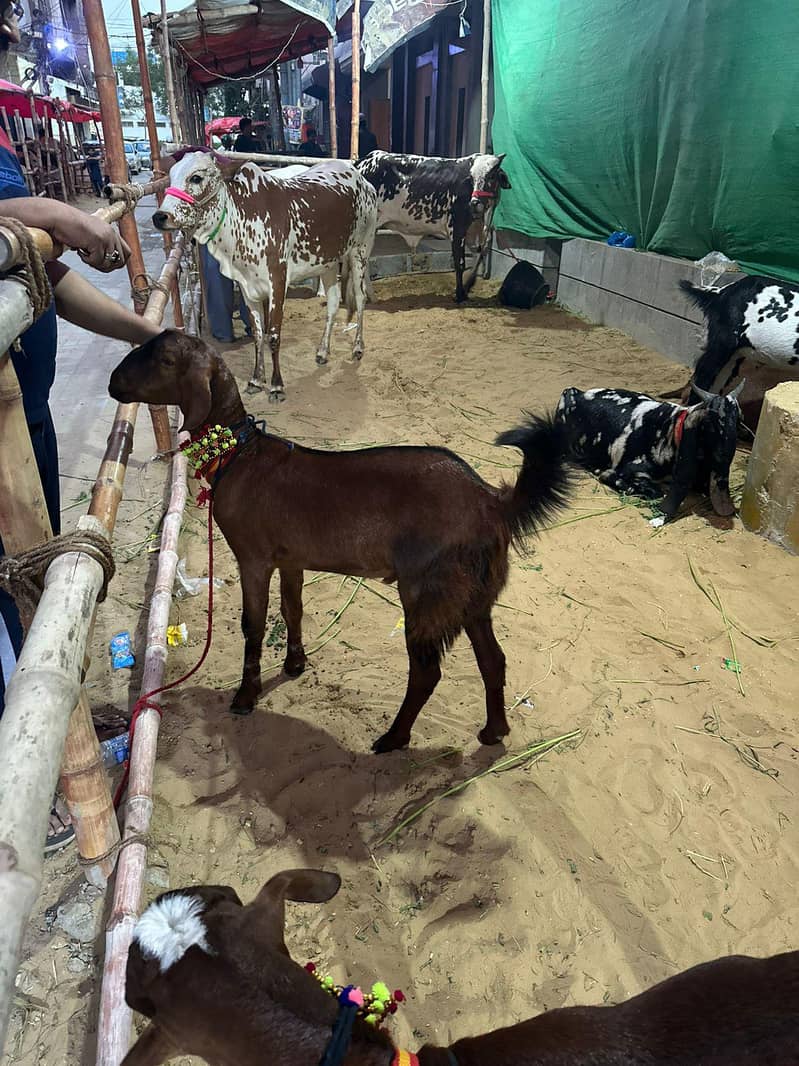 Bakra 2 dant 2