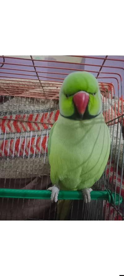 Ring Neck Parrot Cat,Kawa,roti de or bh bohot awaz price final