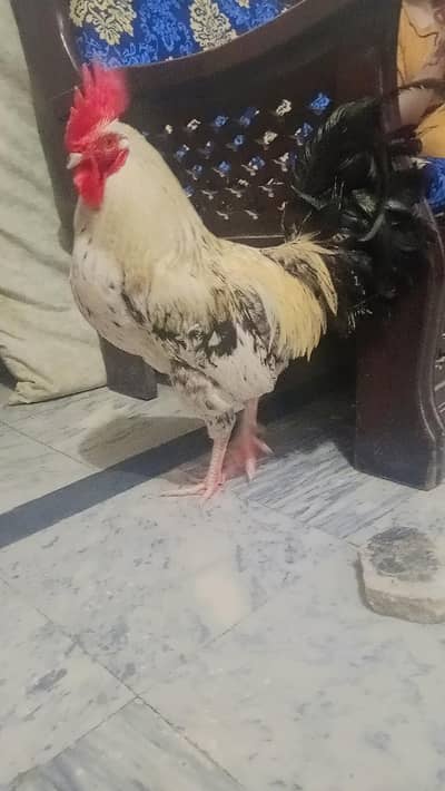 desi murga