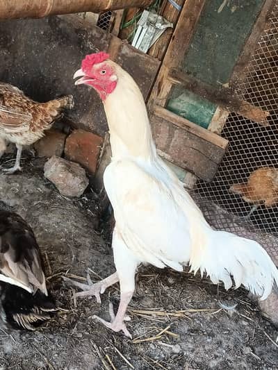 Aseel Hera male and Aseel Hen ( 03453900858 Whatsapp)