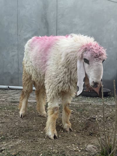 Two male sheep for sale pair