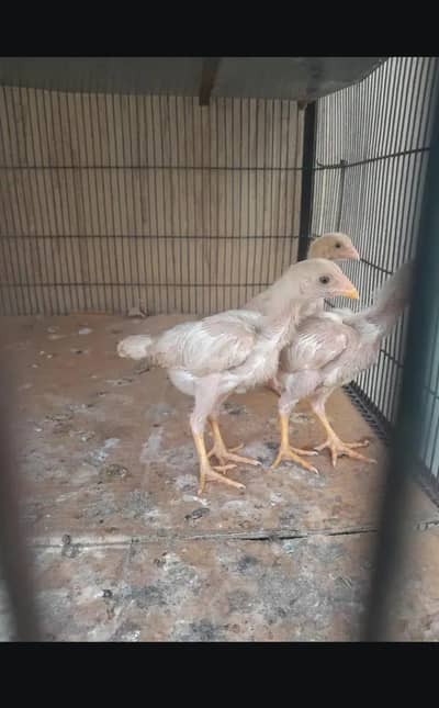 Heera asee chicks 03182025009