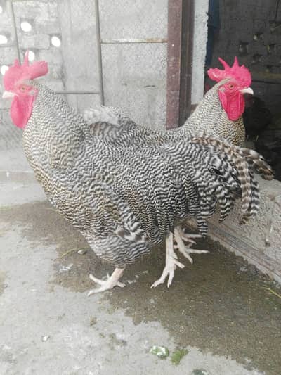 play mouth and austrlop  chiks and eggs available