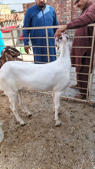 DESI BAKRA FULL WHITE