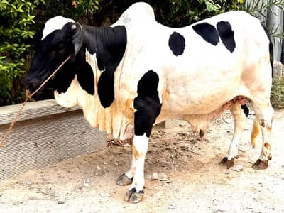 Black Ablack bachra