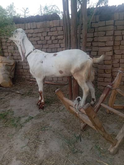 Qurbani Bakra