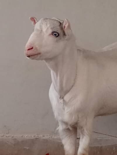 taddy Bakra