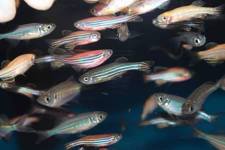 Zebra Denios Fish