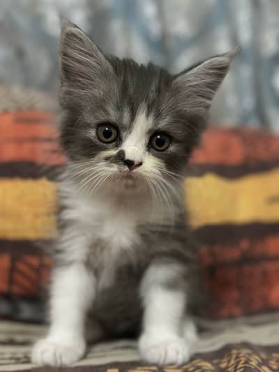 Cute Persian Kittens Available 