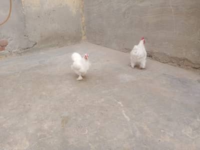 bentum white hen pair