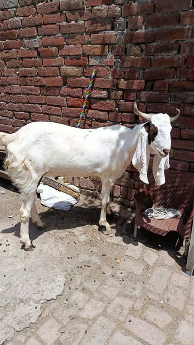 Khasi bakry