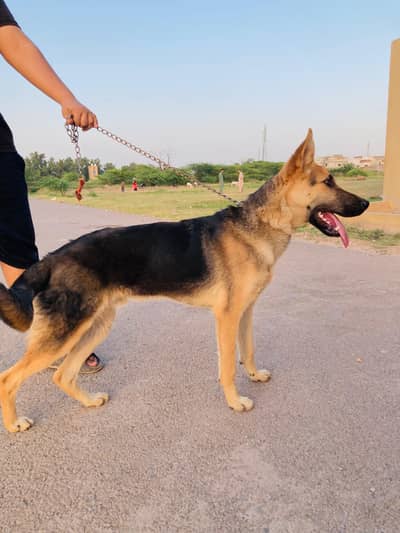 German Shepherd