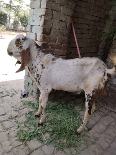 Qurbani 2026 bkra for sale  03138750524
