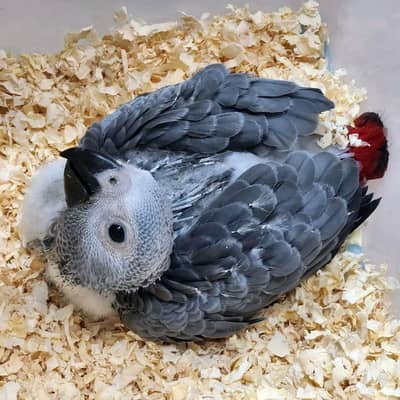 African grey parrot male or female 03200277287
